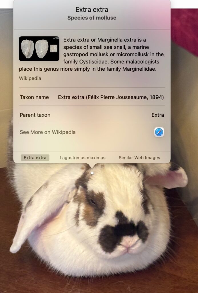 Photo of a rabbit that the computer has identified as a mollusk